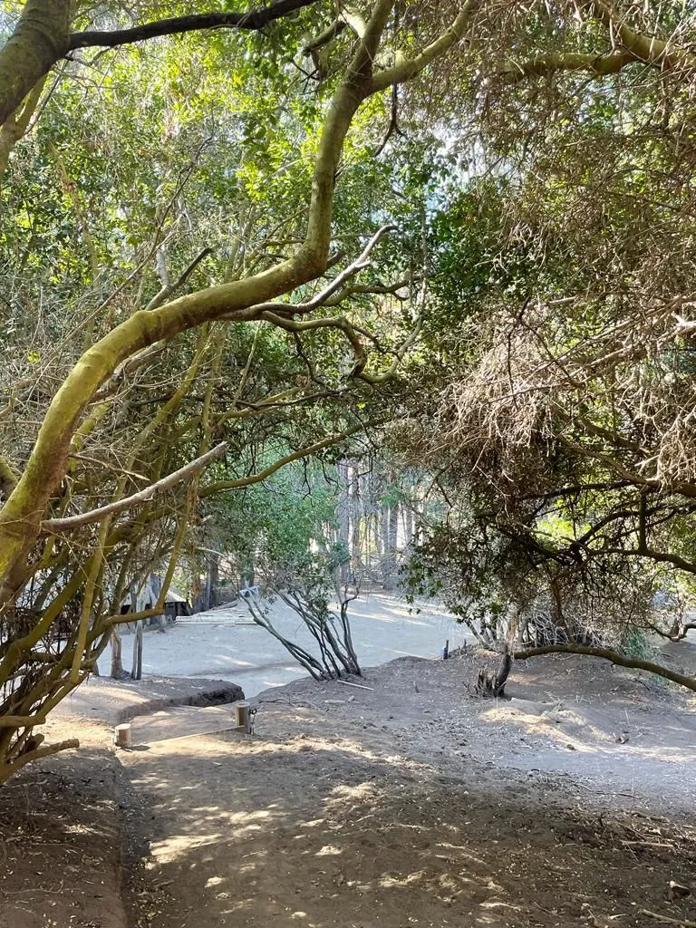 Laguna y humedal